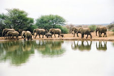 Botswana-Mashatu-Land of the Giants - Mashatu Deluxe Safari